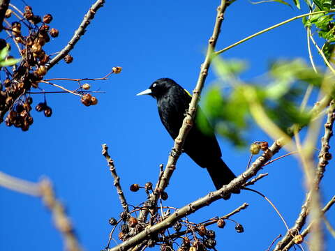 Image of Golden-winged Cacique