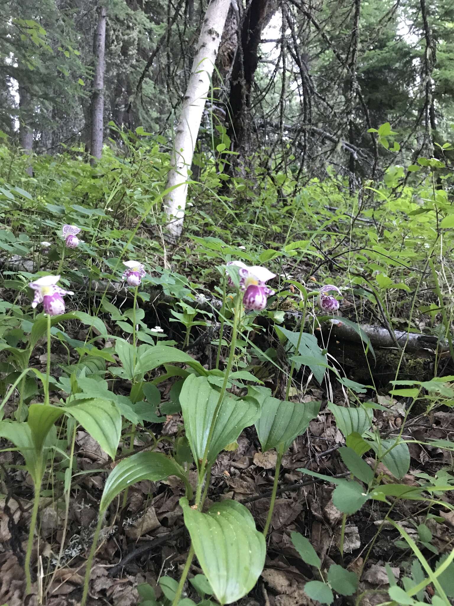 Image of Spotted lady's slipper