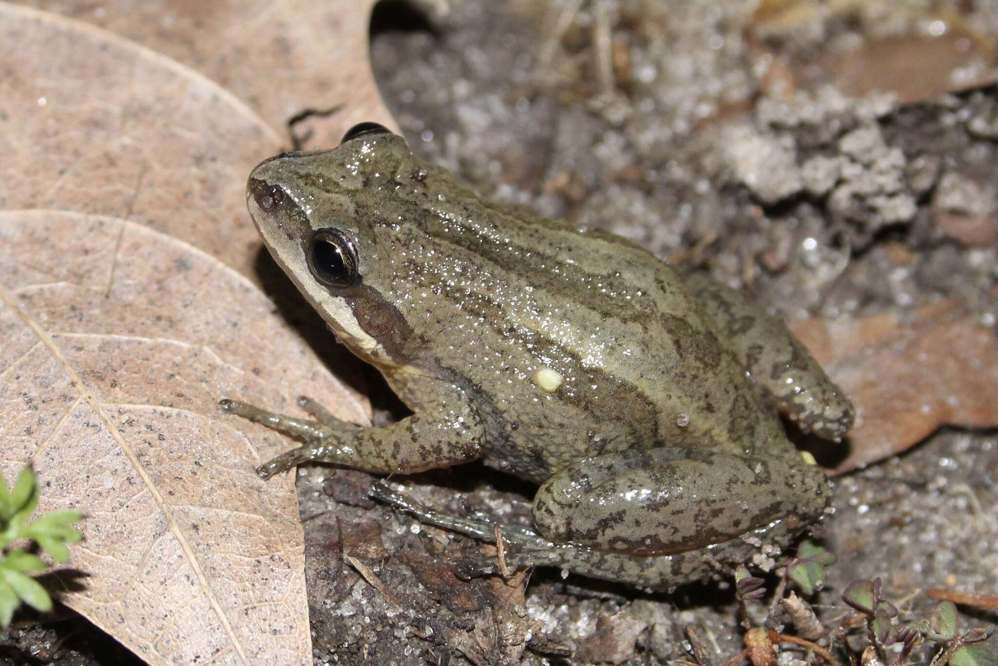 Image of New Jersey Chorus Frog