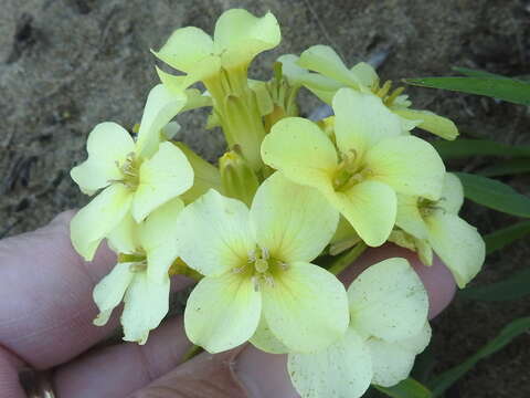 Image of Erysimum concinnum Eastw.