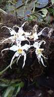 Image of Oncidium cirrhosum (Lindl.) Beer