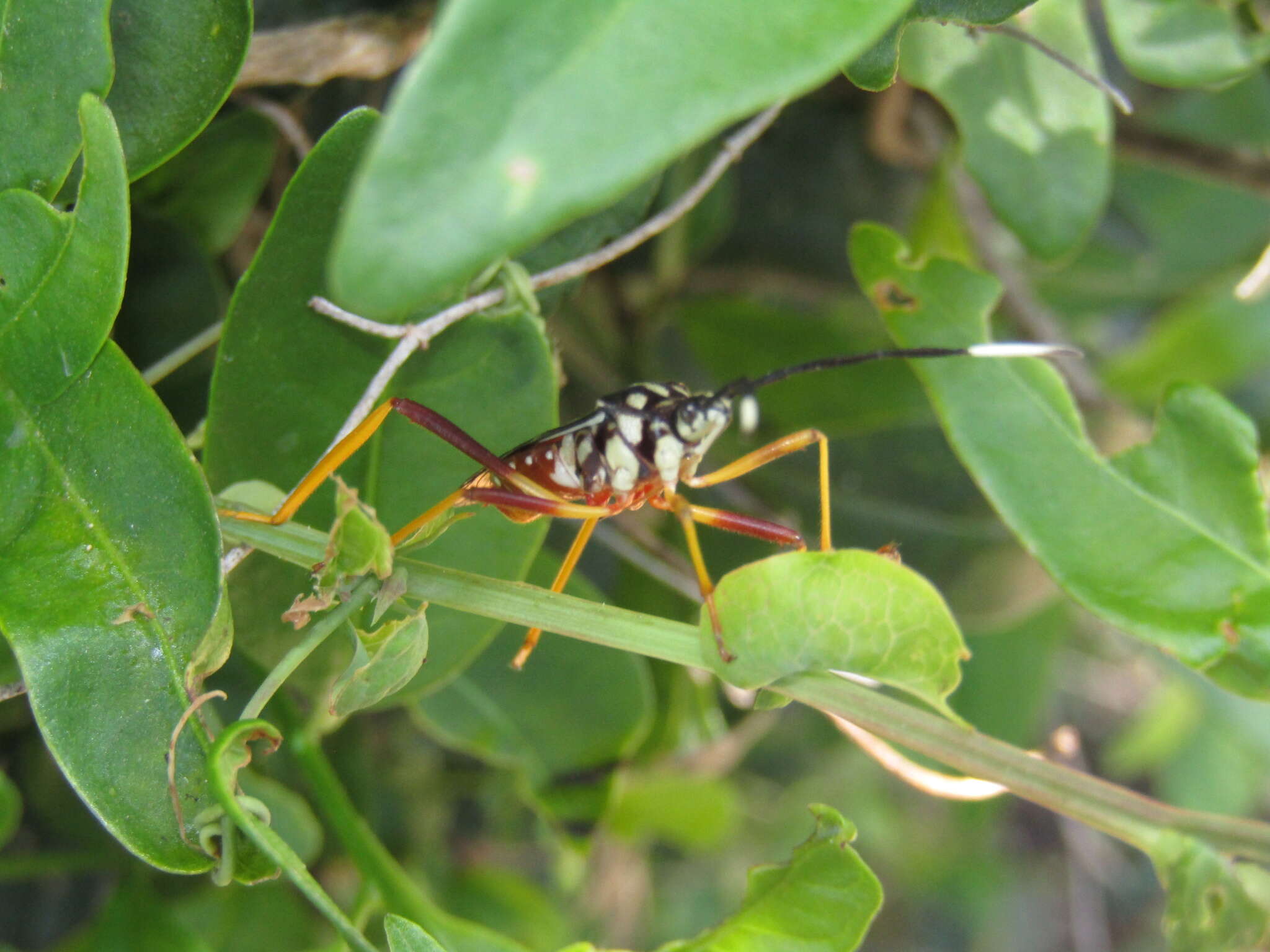 صورة Holhymenia histrio (Fabricius 1803)