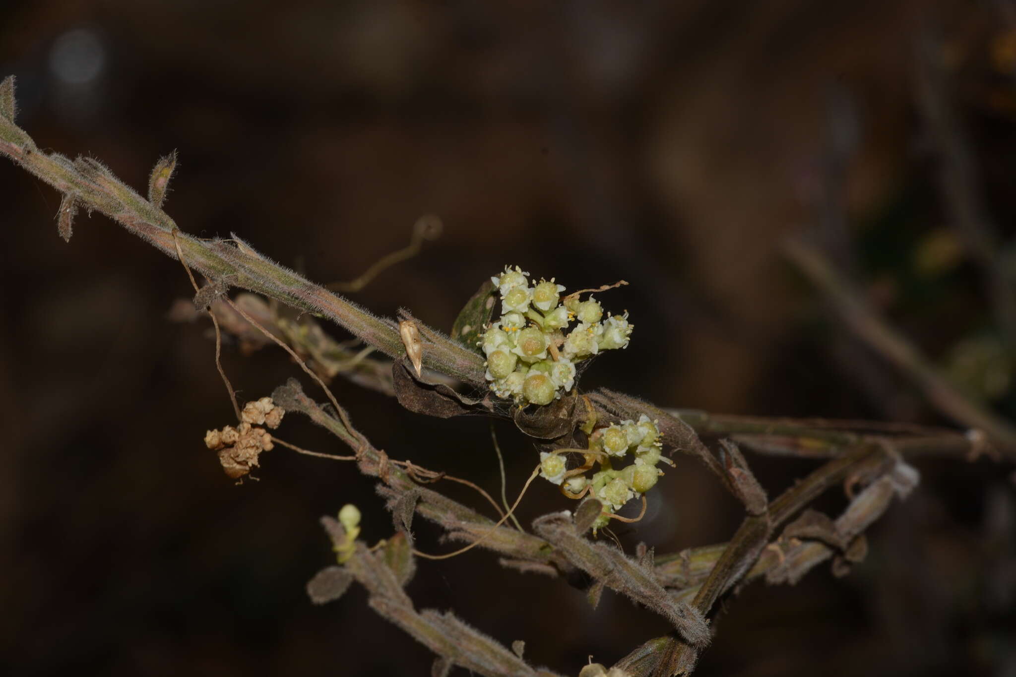 Image of Cuscuta chinensis Lam.