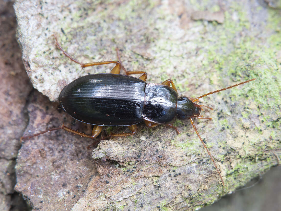 Image de Calathus (Neocalathus) micropterus (Duftschmid 1812)