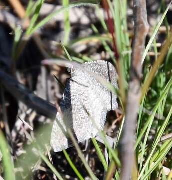 Image of Pale Herringbone