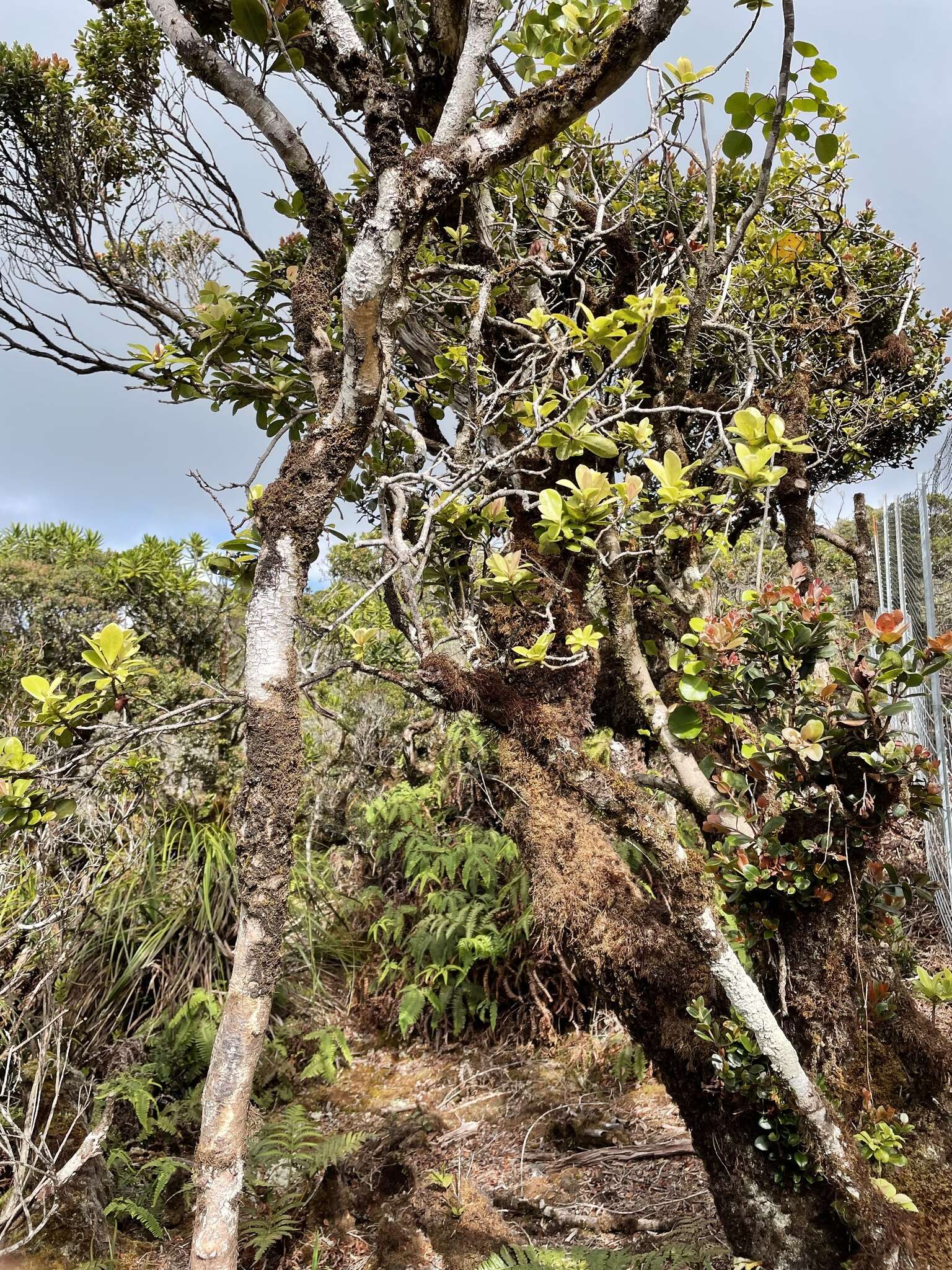 Image of Kauai Colicwood