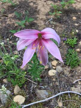 Image of Cascade lily