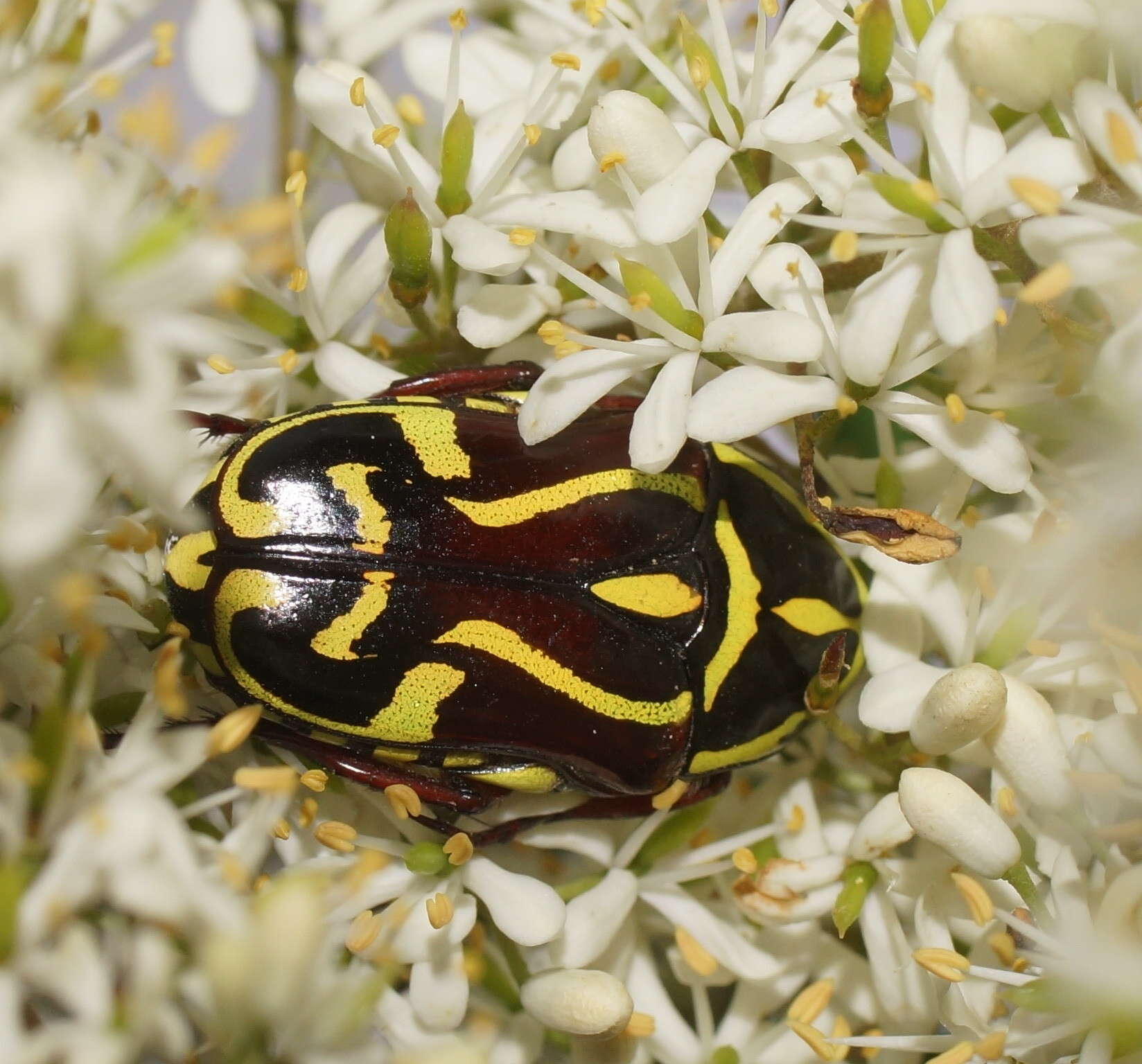 Image of Fiddler Beetle