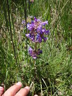 Penstemon procerus Dougl. ex Graham resmi