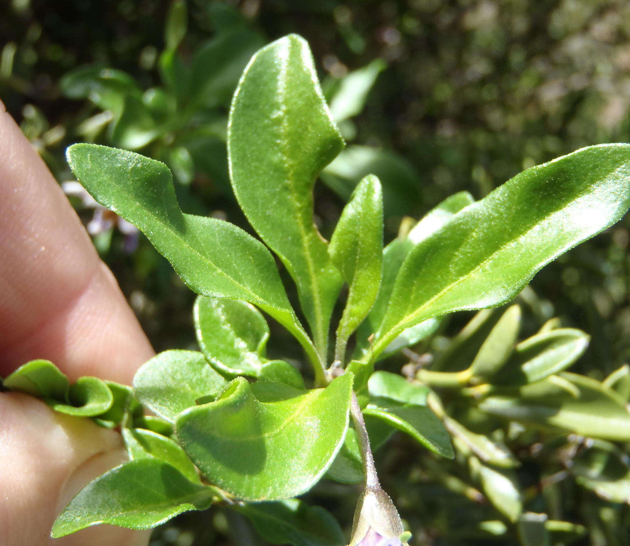 Image of Solanum guineense