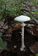 Image of Amanita bisporigera G. F. Atk. 1906