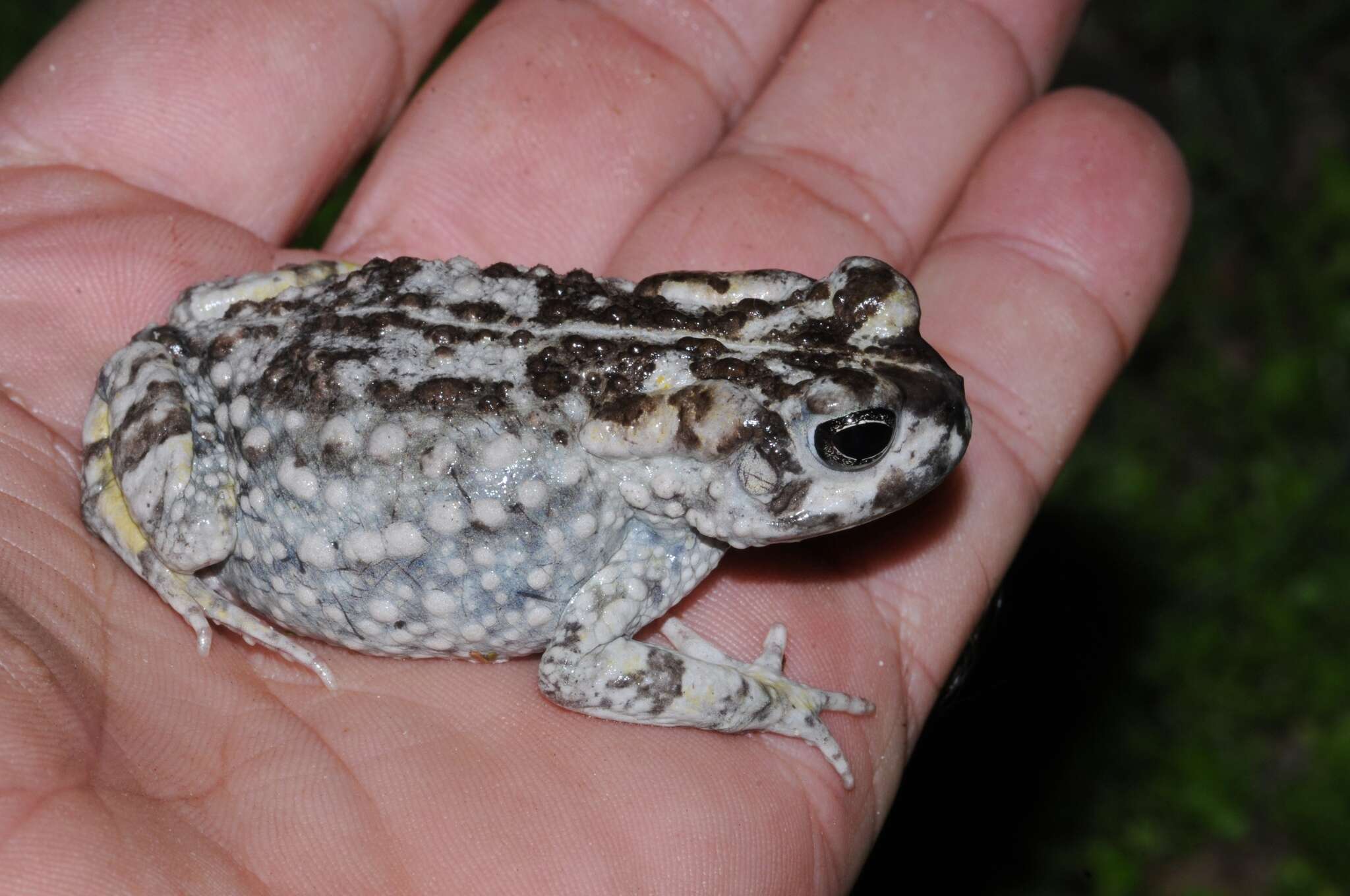 Image of Common Cape Toad; Sand Toad