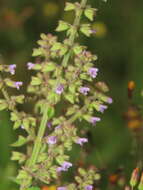 Image of Salvia plebeia R. Br.