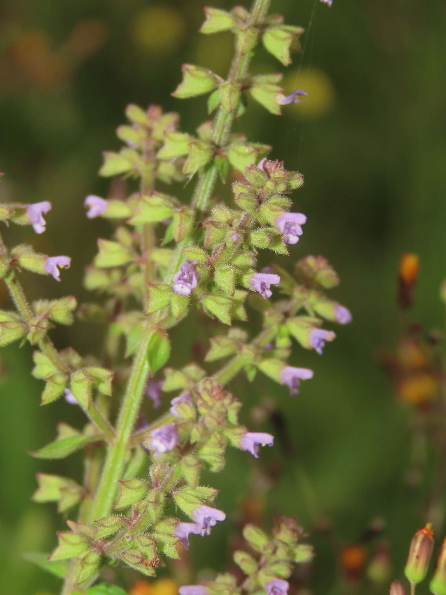 Image de Salvia plebeia R. Br.