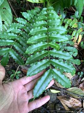 Image of Zanthoxylum integrifoliolum (Merr.) Merr.