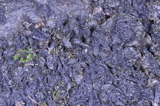 Image of jelly lichen