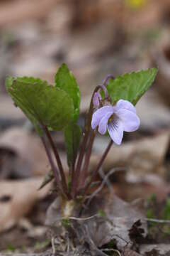 Image of Selkirk's violet