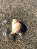 Image of moon snail hermit