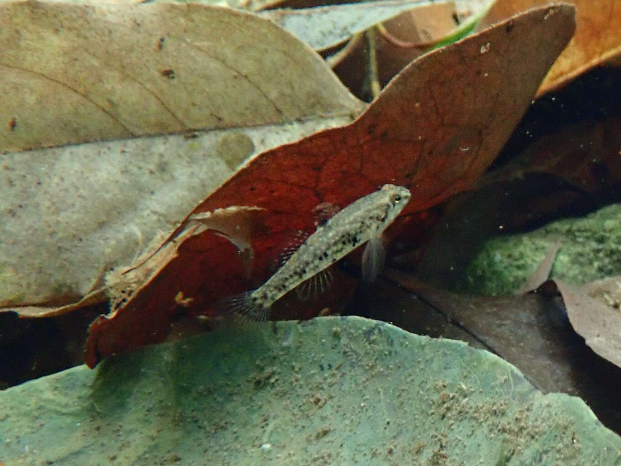 Image of Bigmouth Goby