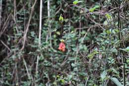 Image of Lonicera pilosa Willd. ex Kunth