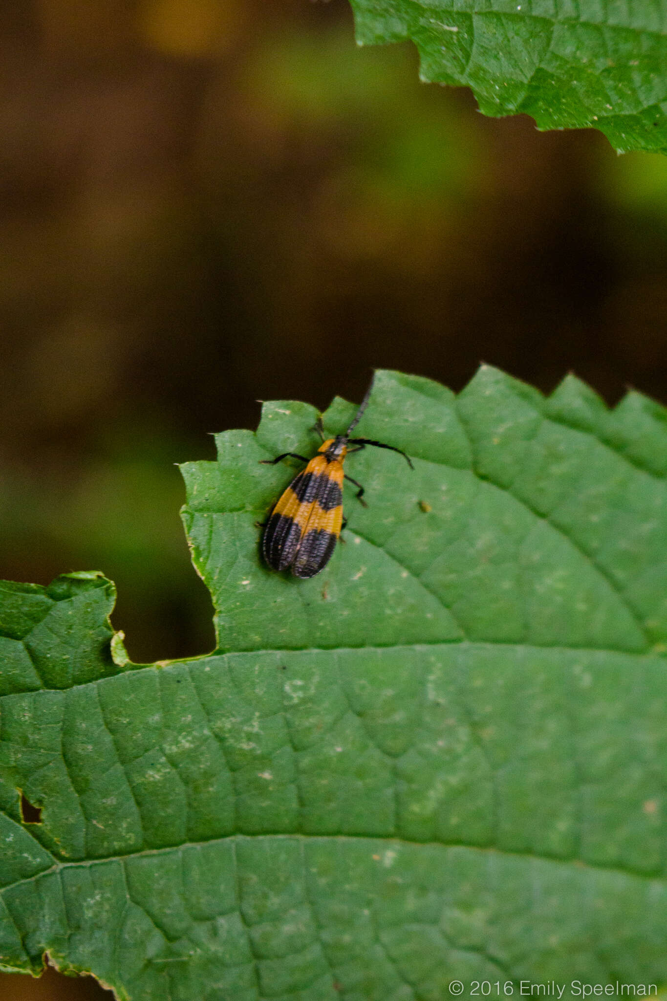 Sivun Calopteron reticulatum (Fabricius 1775) kuva