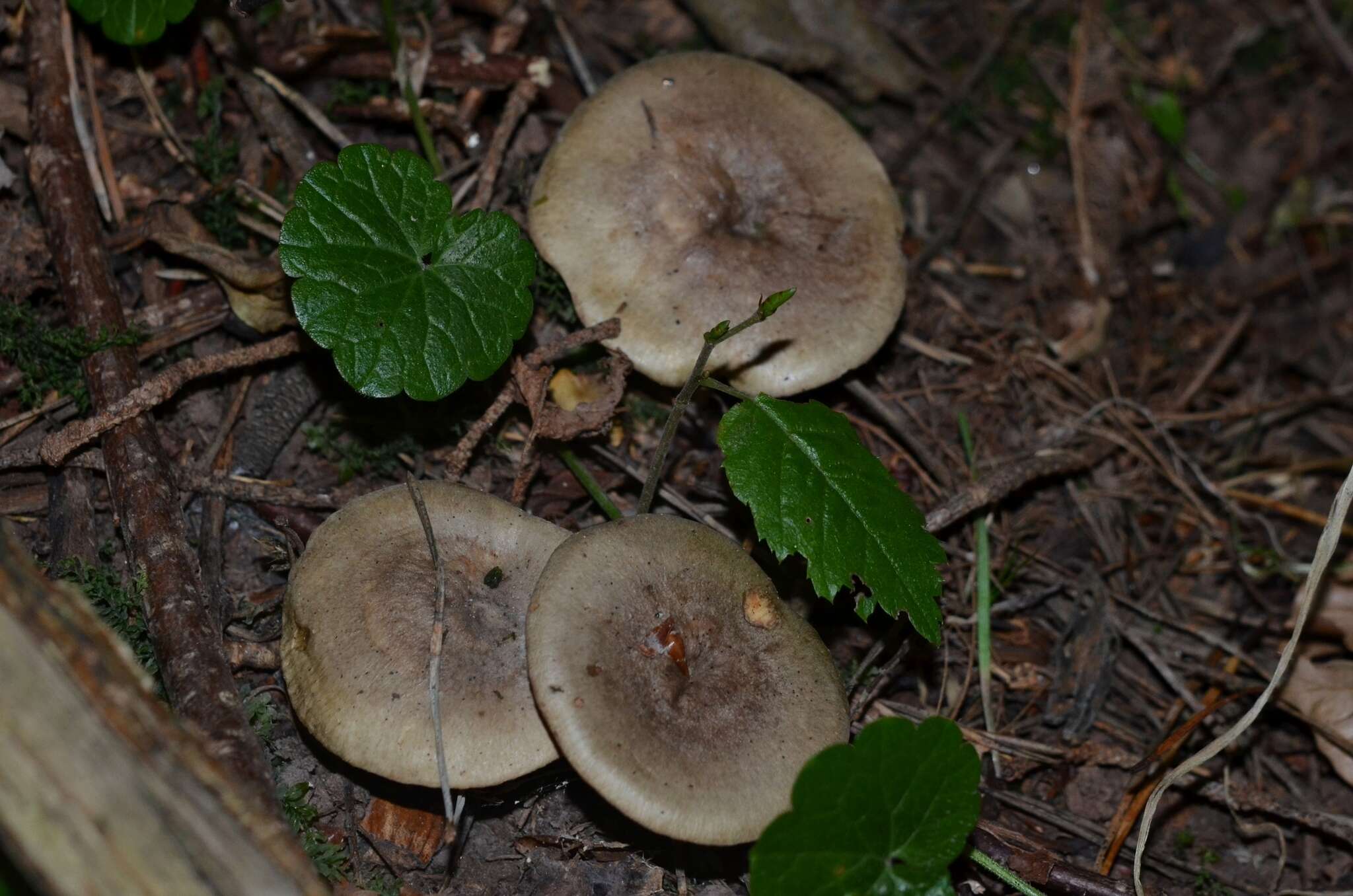 Image of Lactarius pyrogalus (Bull.) Fr. 1838