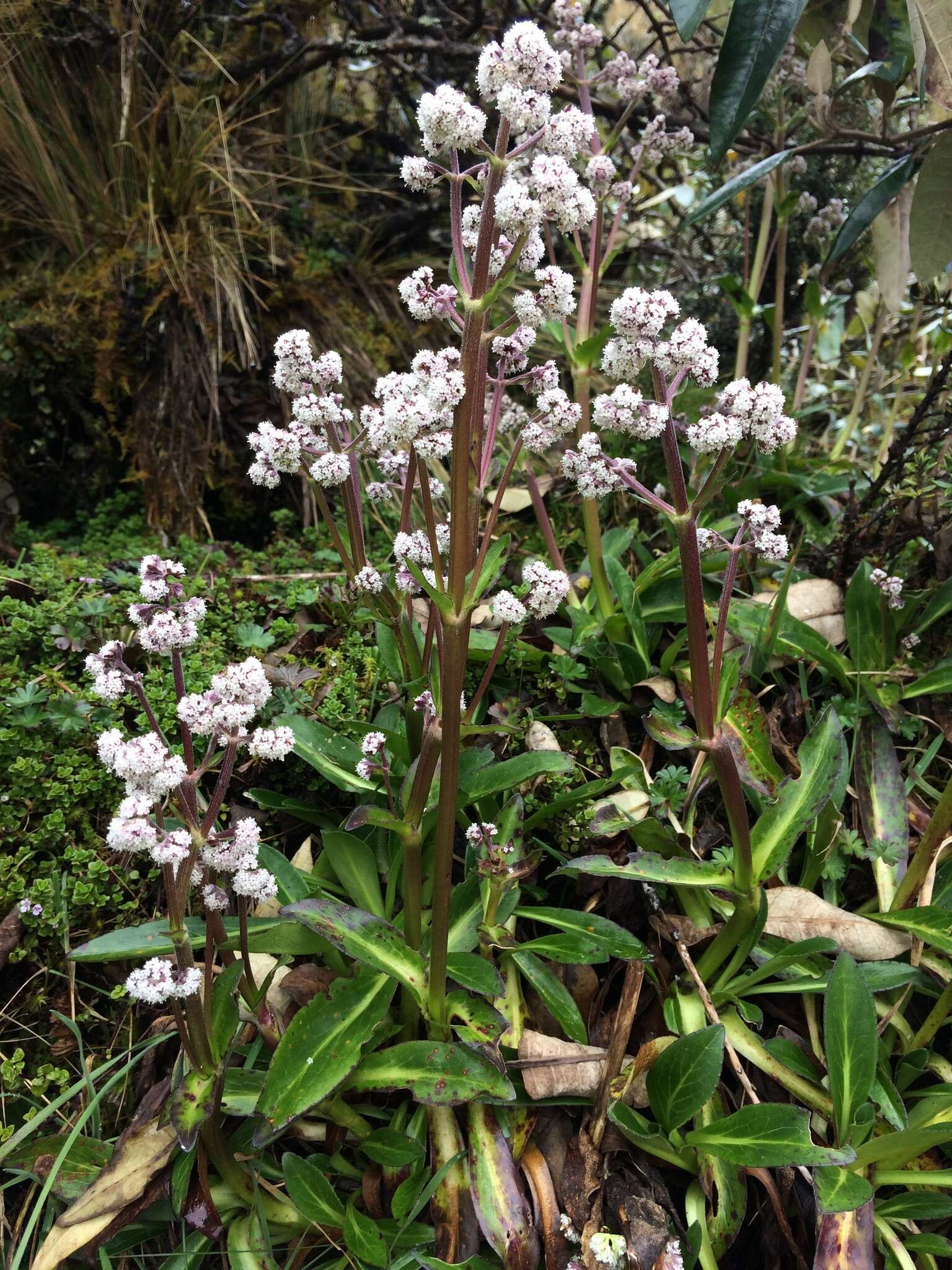 Image of Valeriana pilosa Ruiz & Pav.