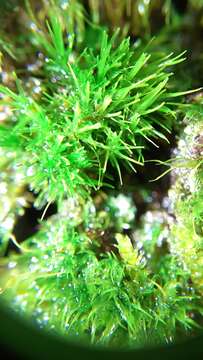 Image of dicranum moss