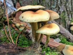 Image of Hypholoma australianum Redhead 2014