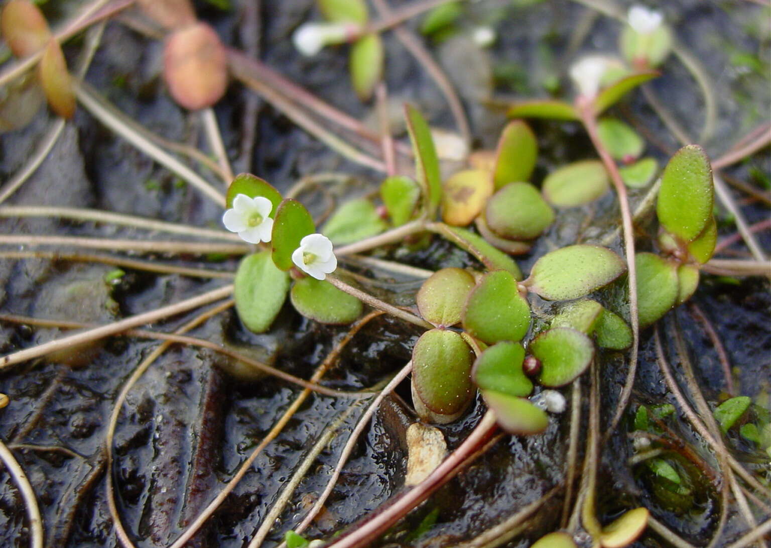 Слика од Gratiola amphiantha D. Estes & R. L. Small