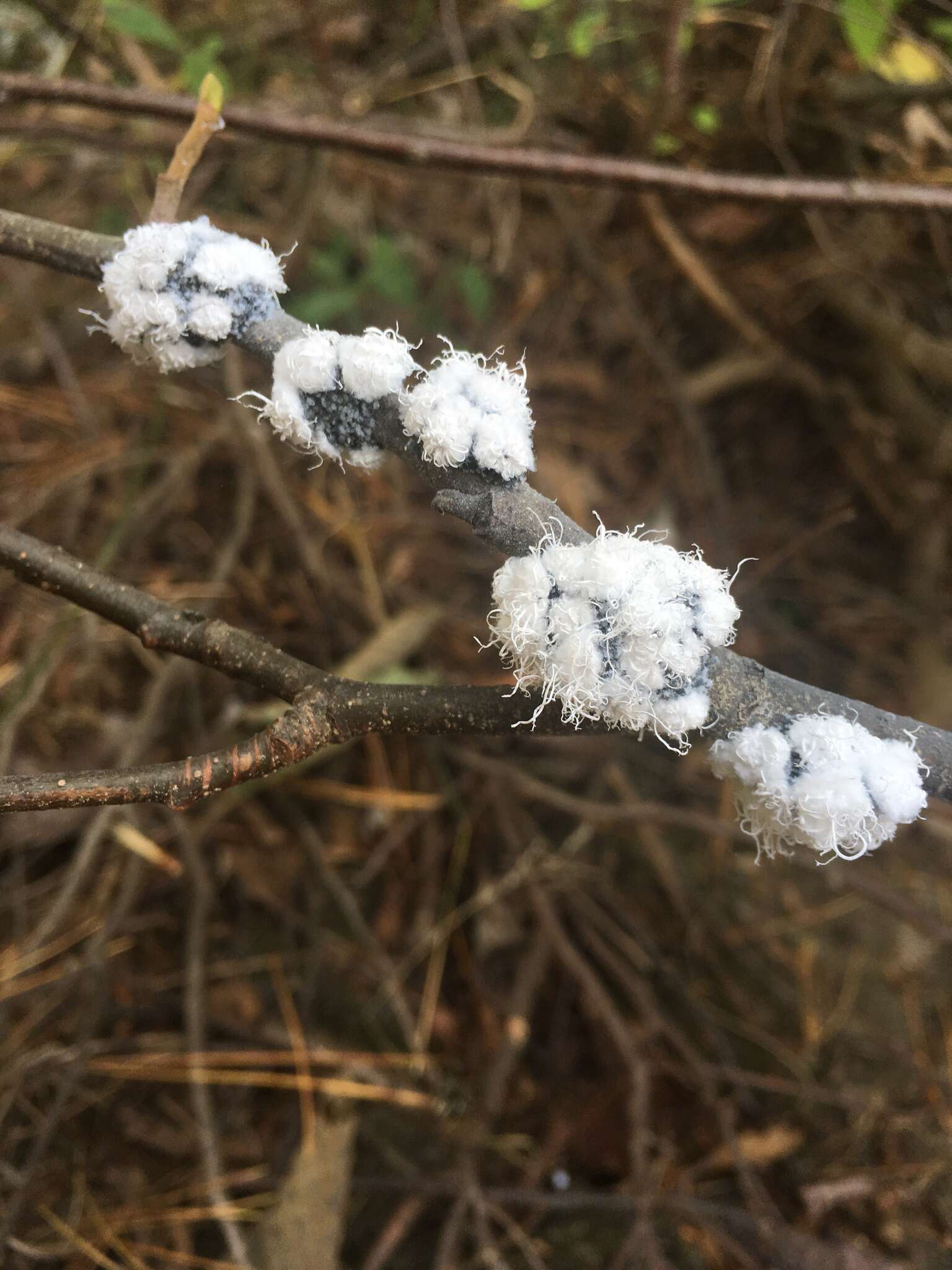 Image of Woolly Alder Aphid