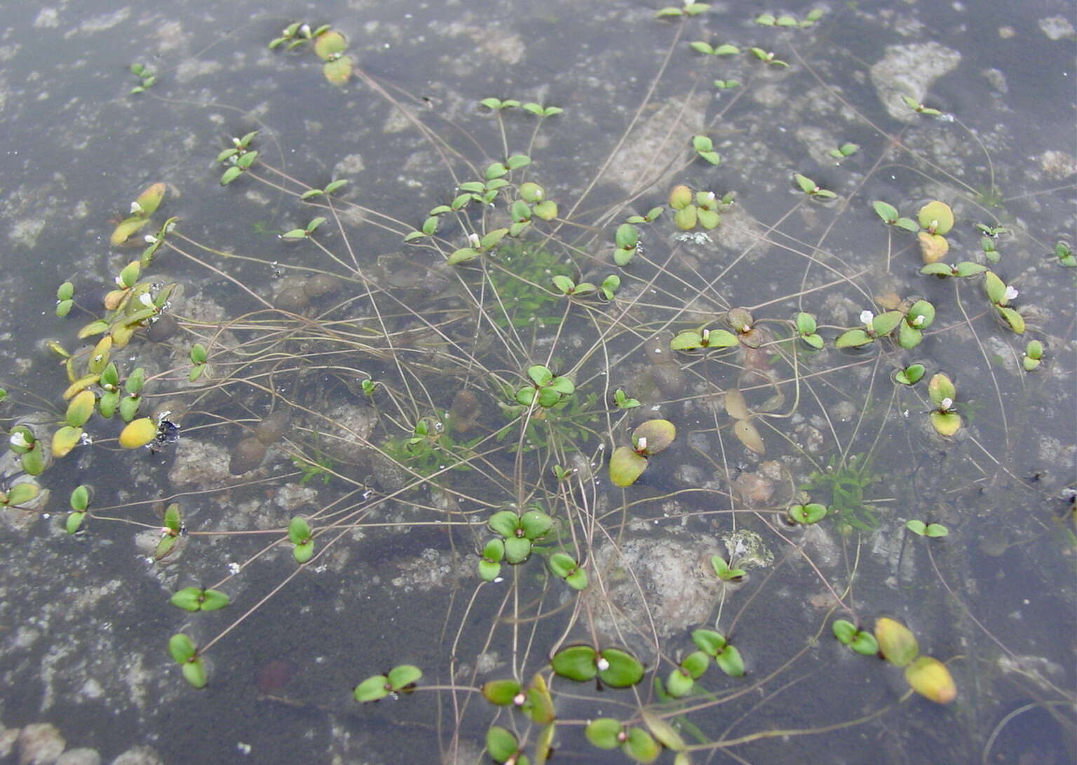 Слика од Gratiola amphiantha D. Estes & R. L. Small