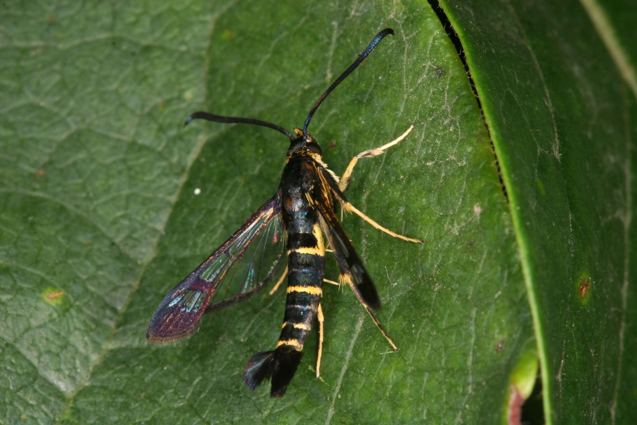 Image of Synanthedon spuleri Fuchs 1908