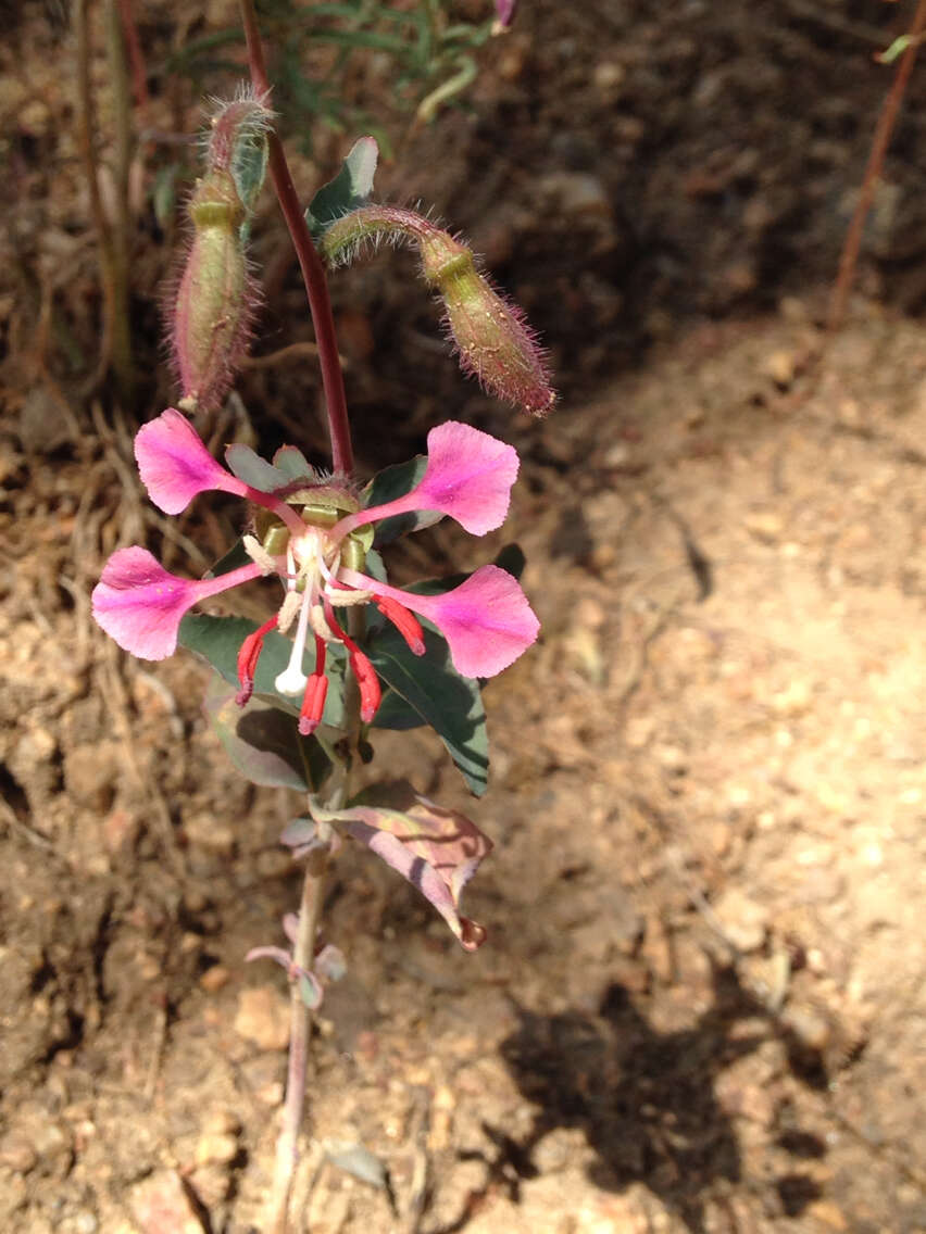 Image of elegant clarkia