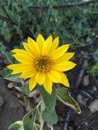 Image of serpentine sunflower