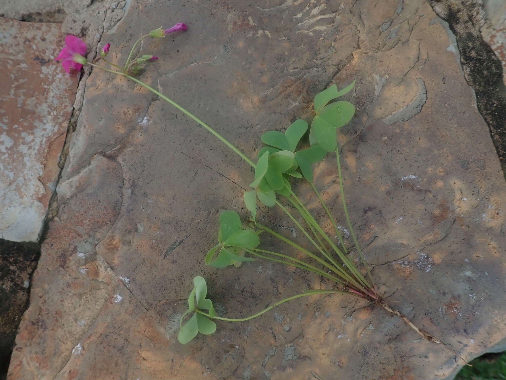 Image of Common pink sorrel