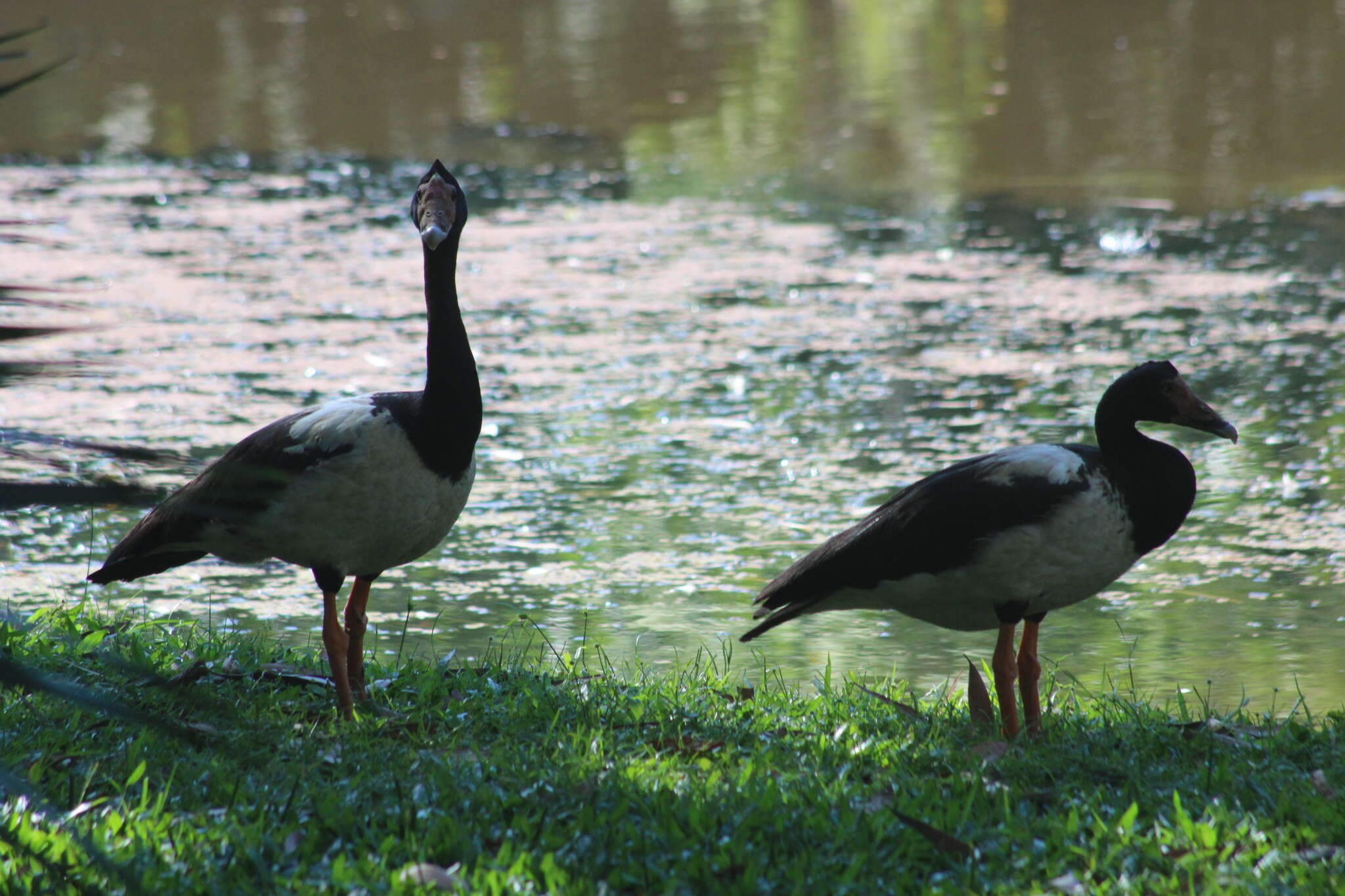 Image of magpie-goose