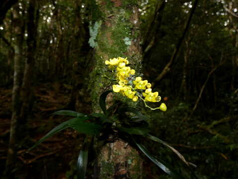 Image of Oncidium cheirophorum Rchb. fil.