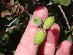 Image of Huckleberry Oak