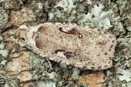 Imagem de Agonopterix ocellana Fabricius 1775