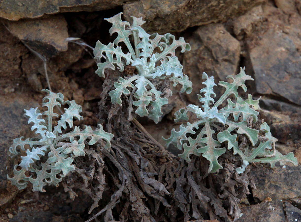 Image of Andryala perezii M. Z. Ferreira, R. Jardim, Alv. Fern. & M. Seq.