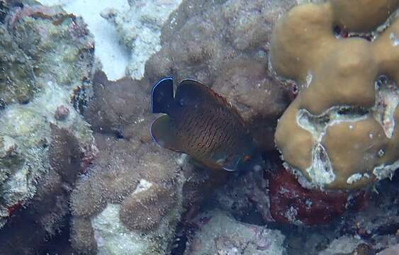 Image of Blacktail Angelfish