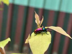 Слика од <i>Platycorynus sauteri</i>