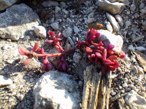 Image of tiny purslane