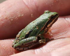 Image of Madrean Treefrog