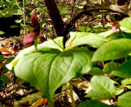 Image of red trillium