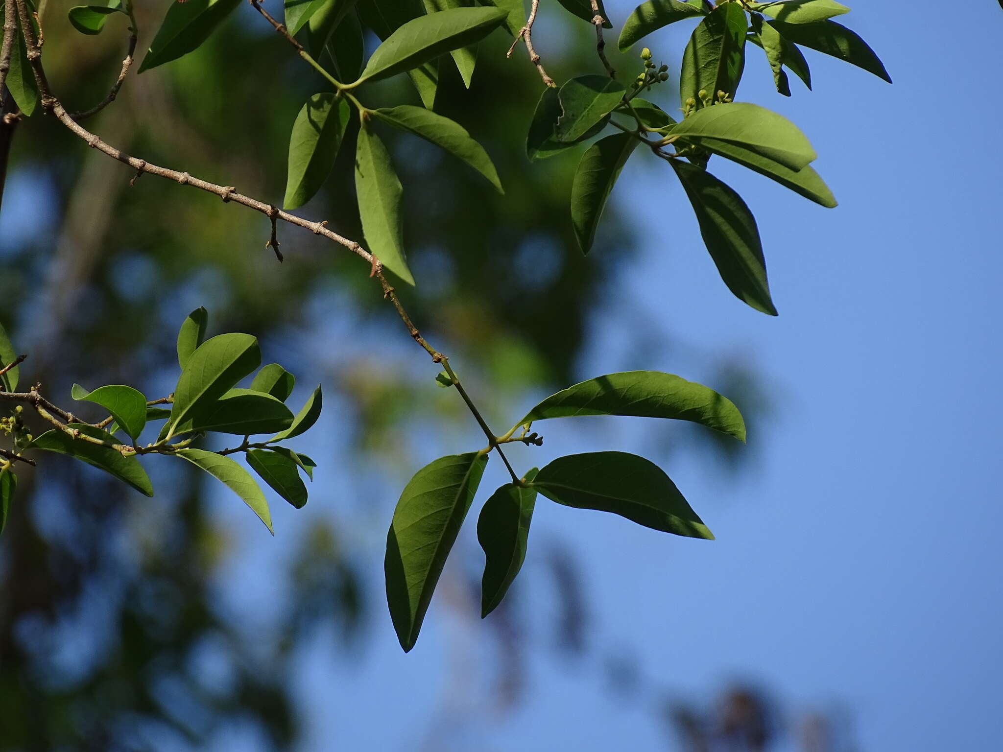 Image of Tetrapterys discolor (G. Meyer) DC.