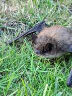 Image of little brown bat