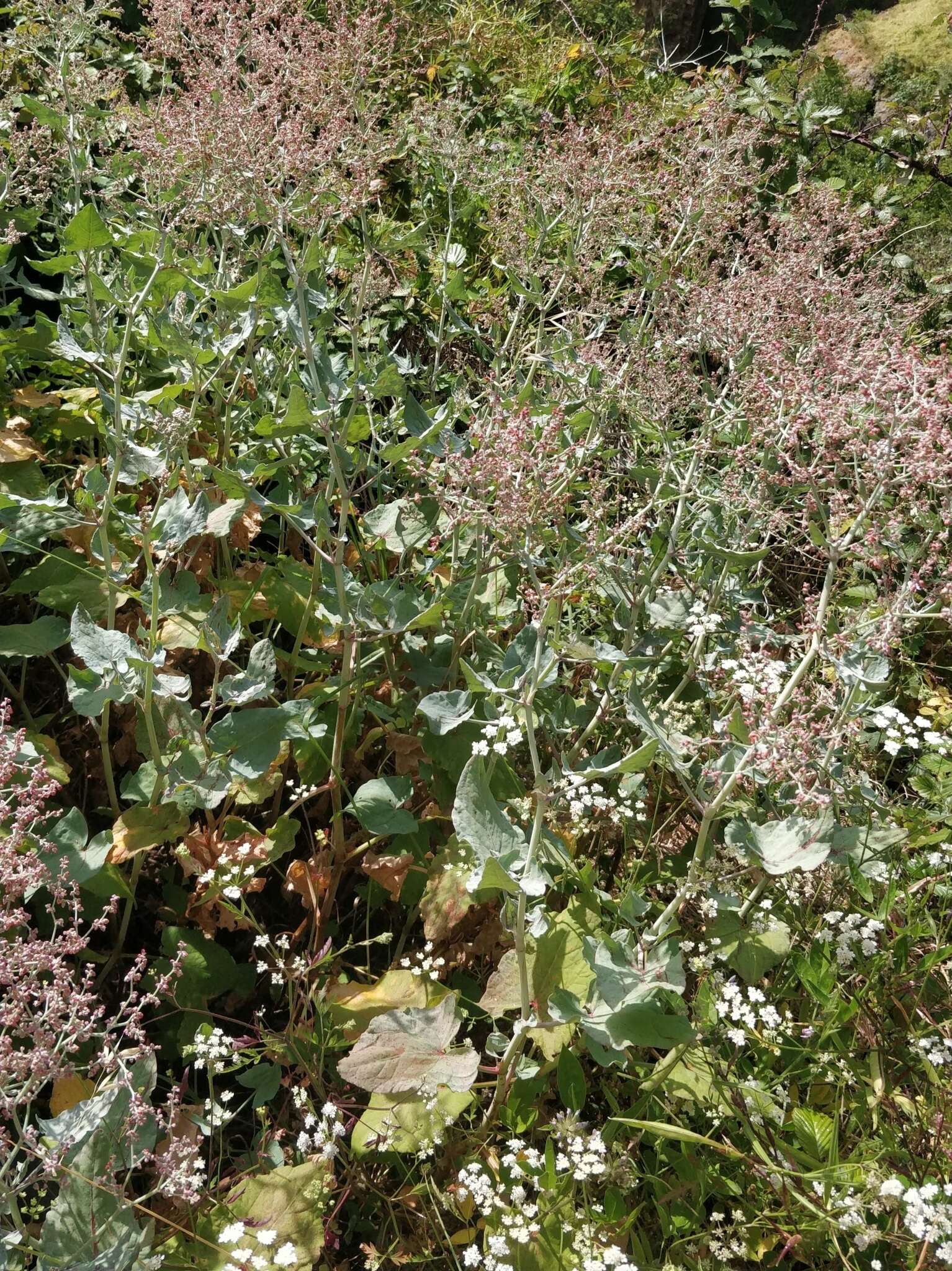 Image of Rumex maderensis Lowe