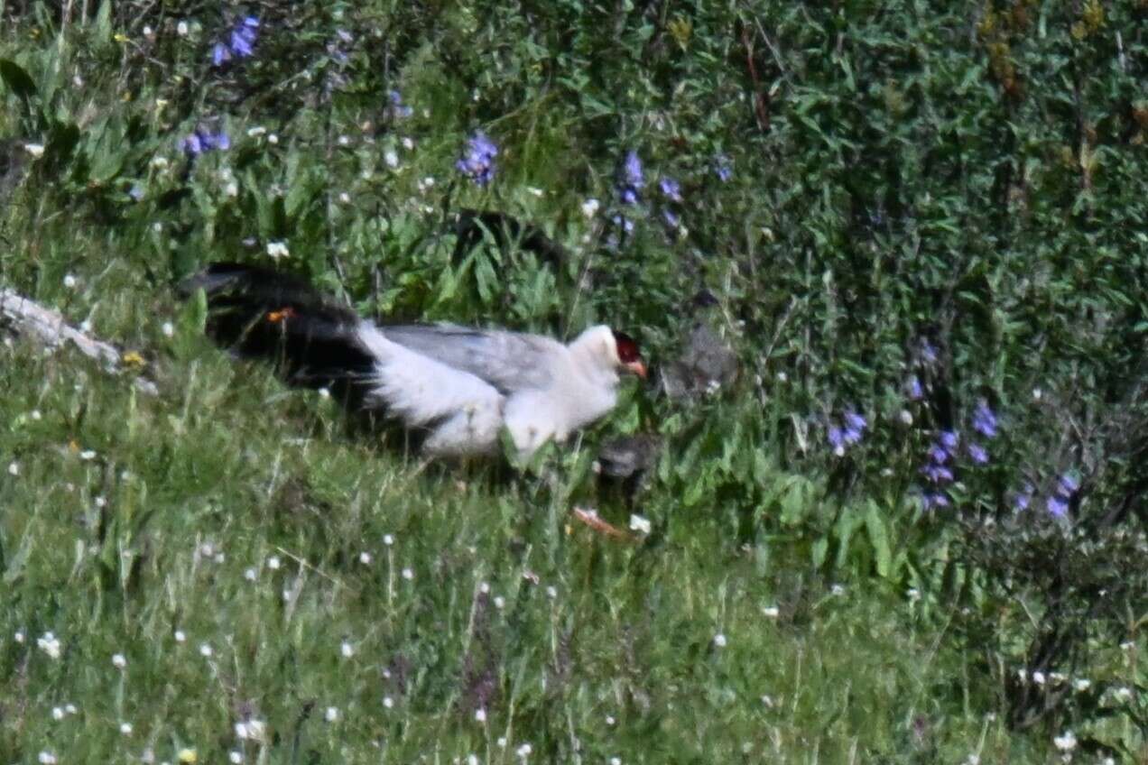 Image of White Eared Pheasant